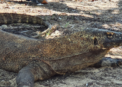 Komodo Full-day Trip from Labuan Bajo
