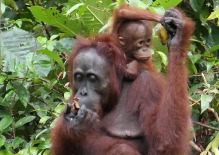 Borneo Orangutan Tanjung Puting 4D3N