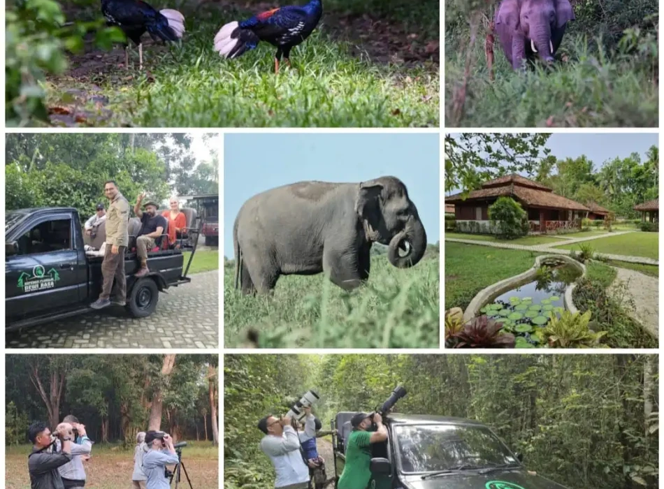 Lampung: Birding Tour to Way Kambas – Way Kanan 4D3N